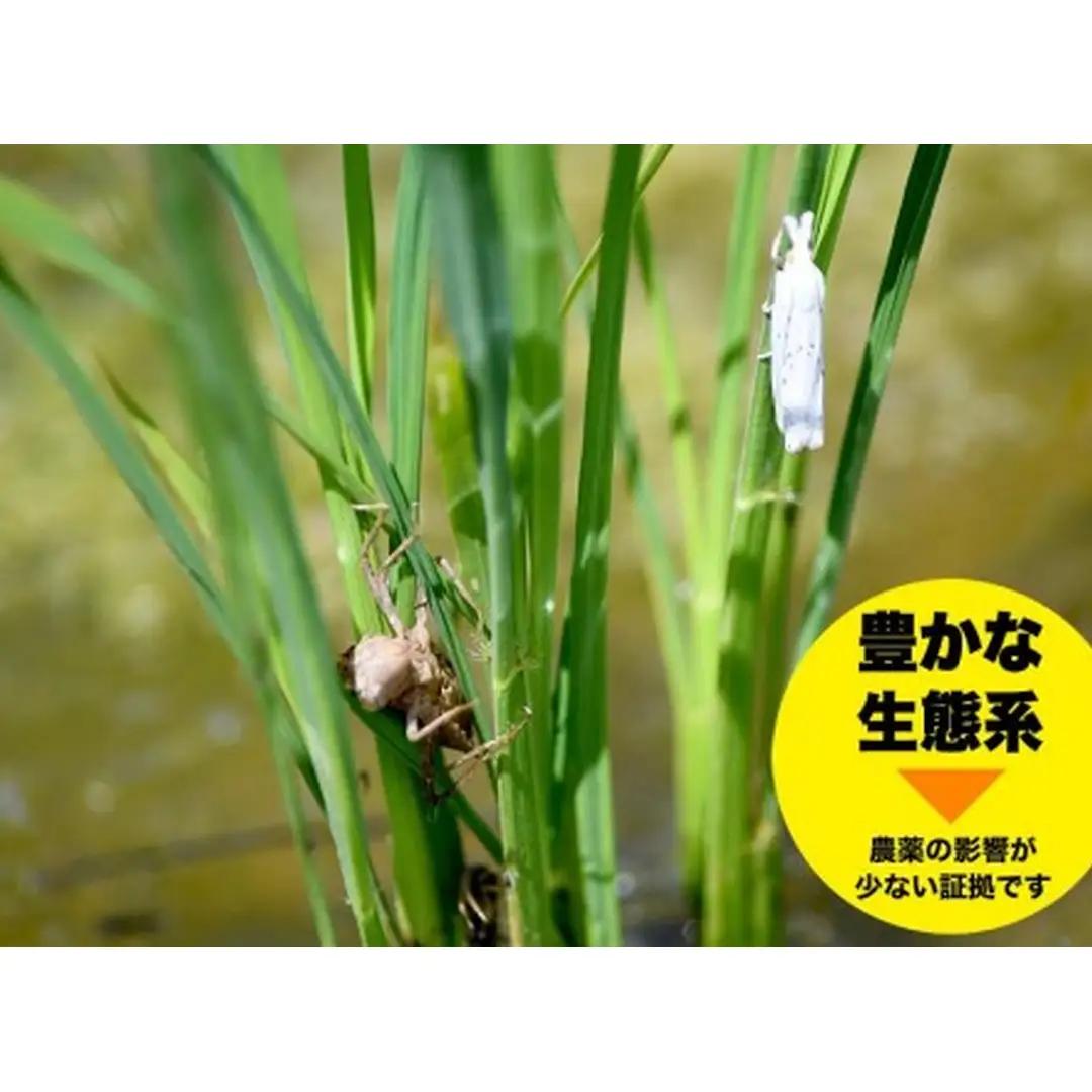 コシヒカリ 精米 5kg | 新潟県 佐渡市 コシヒカリ