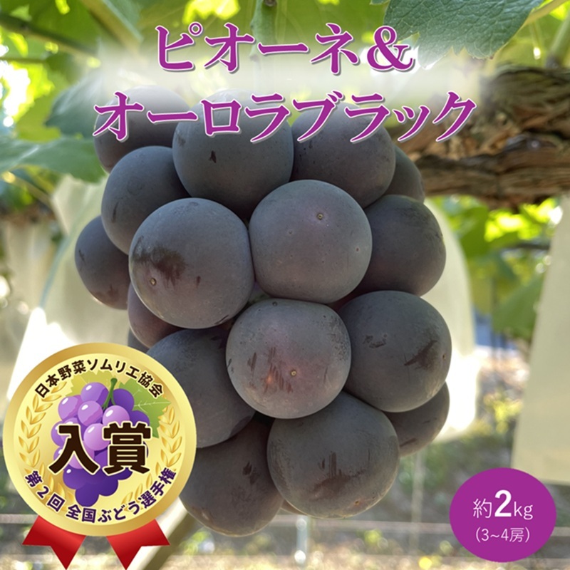 ぶどう ピオーネ オーロラブラック 約2kg 3～4房 食べ比べ セット 高梁市産 2026年 先行予約 葡萄 ブドウ うめづぶどう園