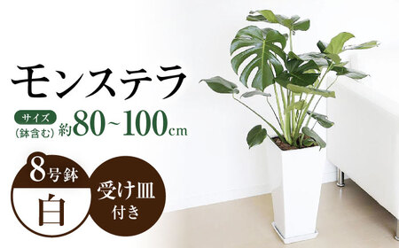 観葉植物モンステラ 8号 ロングスクエア (白) 観葉植物 [ACYK004]