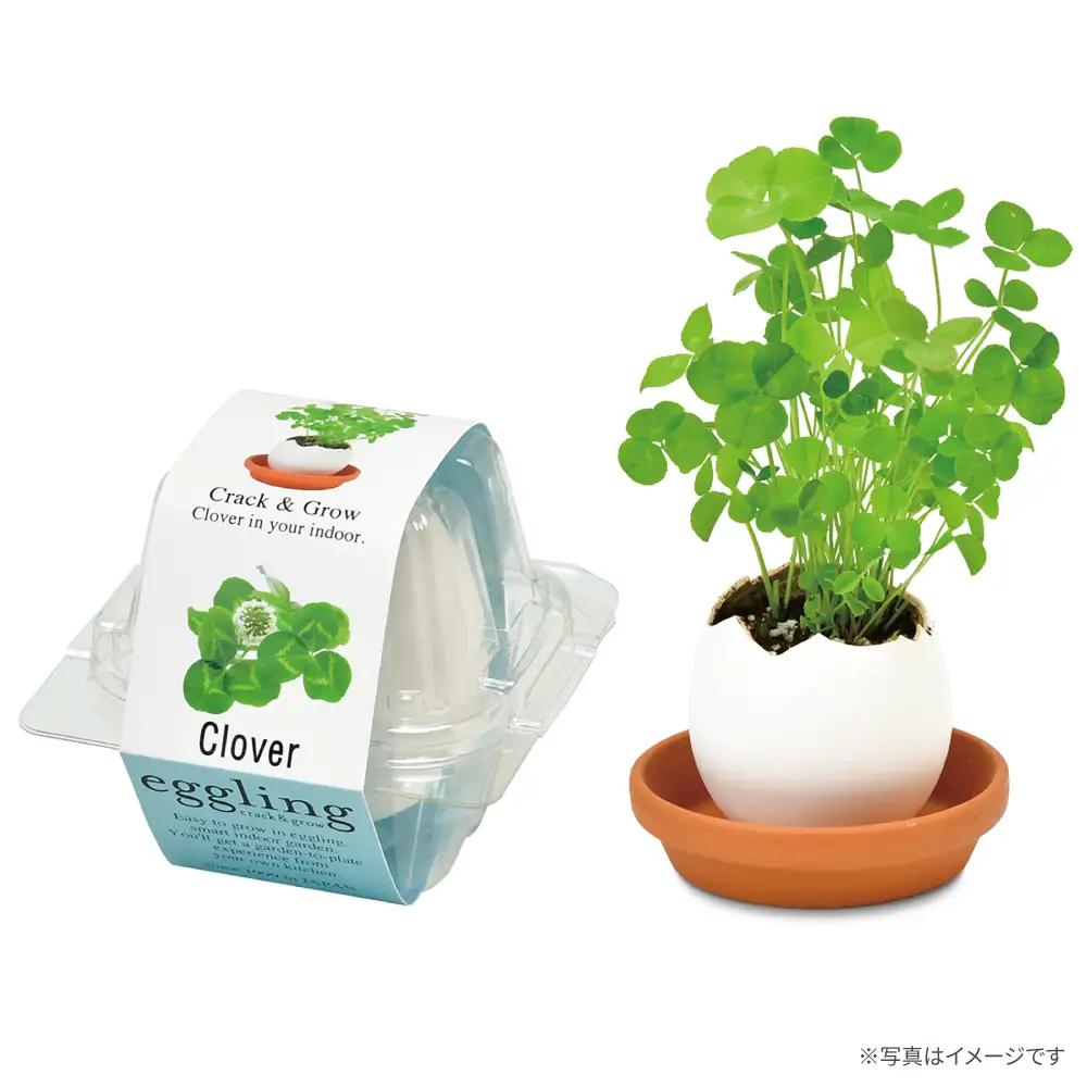 エッグリング クリアパッケージ 2個（バジル、クローバー） / 栽培キット 園芸 ハーブ / 瀬戸市 / 聖新陶芸[BBEK003]