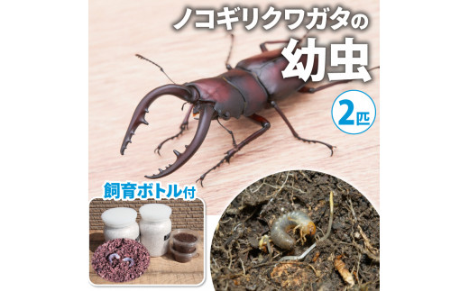 【配送期間は2026年1月下旬～4月上旬に随時配送】ノコギリクワガタ（幼虫・２匹）飼育ボトル付 生き物 昆虫 エサ付き [№5299-0051］