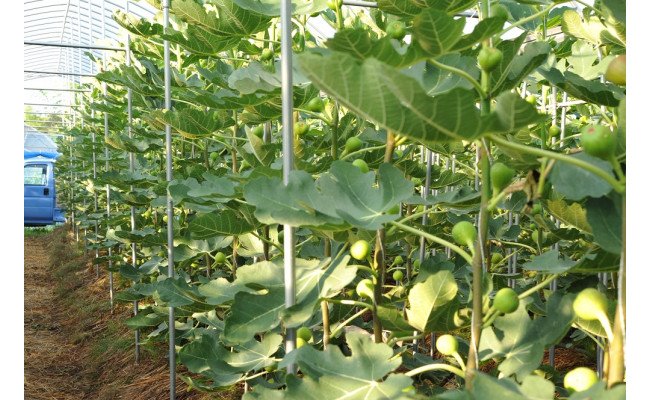 【期間限定】もぎたて朝どり完熟いちじく　秀品 約1kg（9～12玉）／愛知県産　サマーレッド　いちじく　イチジク　無花果　果物　フルーツ　