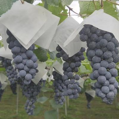 ふるさと納税 甲州市 塩山洋酒醸造の赤ワイン『Japanese Blend』 |  | 03