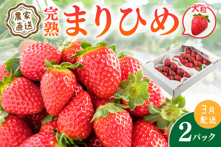 【1226_03】農家直送！大粒完熟まりひめ　いちご　2パック（3月発送）配送不可地域【北海道・沖縄・離島】