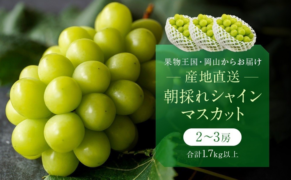 
                  厳選 シャインマスカット 2～3房 合計1.7kg以上 産地直送 朝採れ ぶどう 葡萄 Kawahara Green Farm 岡山県産 2026年
                