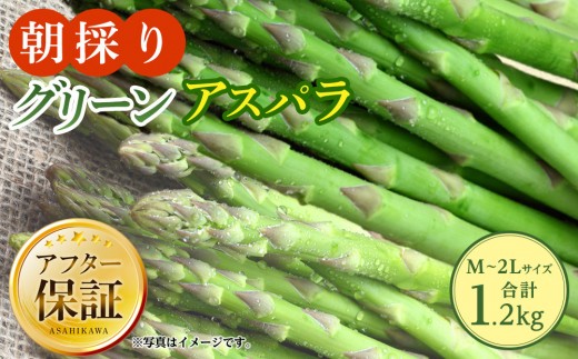 【先行予約】朝採り グリーンアスパラ M～2L 1.2kg (2027年5月下旬発送開始予定) 【 アスパラ アスパラガス 朝採り とれたて 野菜 旬 小分け 保存 産直 産地直送 お取り寄せ 旭川市 北海道 】_01705