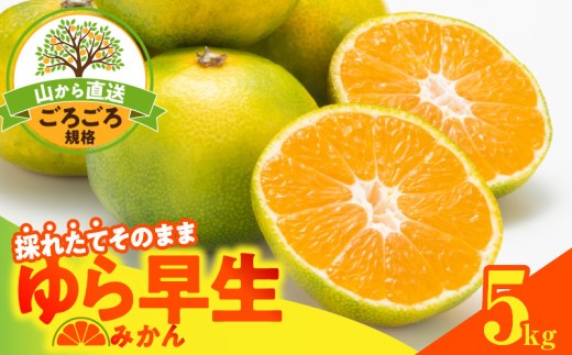 
                  【2026先行予約】ゆら早生 みかん 山から直送 箱込 5kg ( 内容量 4.4kg ) 採れたてそのままごろごろ規格 有田みかん 和歌山県産_MK1064
                