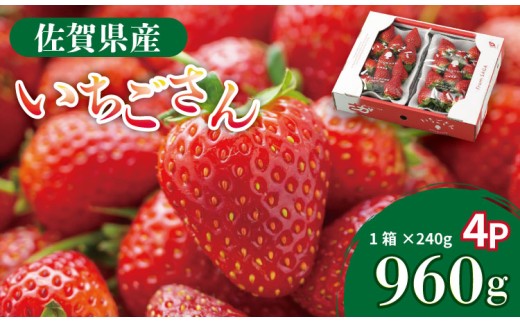 【先行予約令和8年1月配送開始】佐賀県産 いちごさん （ 240g×4P ）有明・潮風ファーム 直送品 果物 くだもの フルーツ 人気 ランキング  高評価 苺 イチゴ