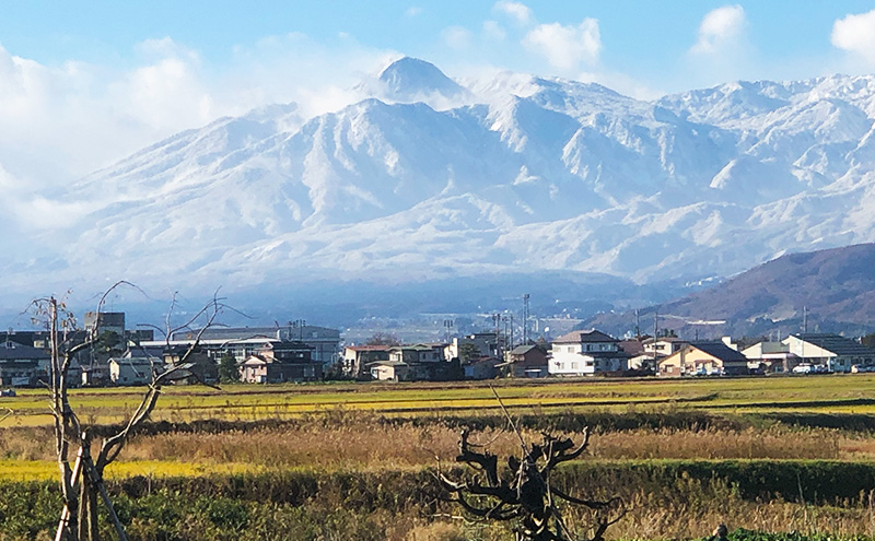 新米 令和7年 新潟県産 ゆうだい21 10kg 10キロ 窒素封入 宇都宮大学 開発 上越市 坪井農場 白米 精米 送料無料