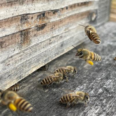 ふるさと納税 稲沢市 日本みつばち　自然の恵み　はちみつ　和 |  | 02