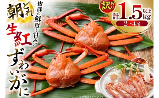 カニ 訳あり 朝どれ生紅ズワイガニ 2〜4尾 計1.5kg以上 【12月発送】(1尾サイズ：500g〜1kg以上) [JF西海 石川県 志賀町 sk17jkf30064-12gatsu] かに 蟹 紅ズワイ 紅ズワイガニ 生 ズワイ ずわい ずわい蟹 ズワイガニ 姿 カニ鍋 カニしゃぶ カニ爪 規格外 足折れ 魚介 海産物 能登