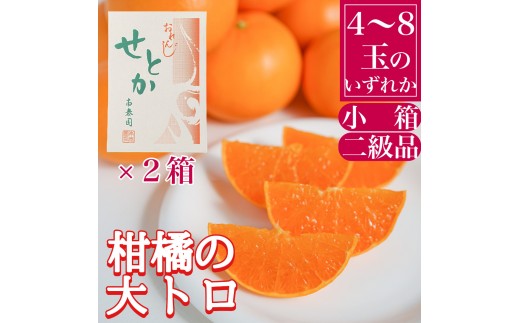 
                  ［2箱セット］ちょっと 傷あり ハーフ 化粧箱 柑橘の大トロ ハウス せとか 4 ～ 8玉入 × 2箱 南泰園
                
