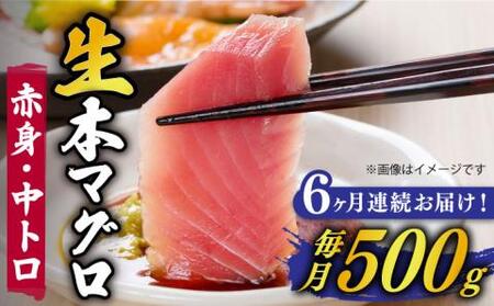 【全6回定期便】【ながさき水産業大賞受賞の新鮮なマグロを冷蔵でお届け！！】五島列島産 養殖 生本かみマグロ 赤身 中トロ 計約500g 【カミティバリュー】[RBP030]