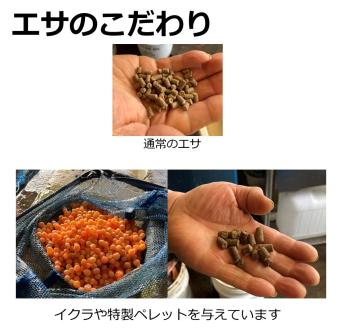 国産ドナルドサーモン（生食用）800g