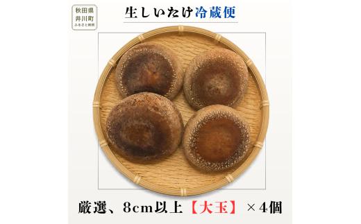 生しいたけ 【厳選大玉】４個  高級 シイタケ  菌床しいたけ 国産 秋田県産 井川町産 無添加 旨味 濃厚 肉厚 食品 お取り寄せ グルメ いかわSHINファーム 秋田県 井川町