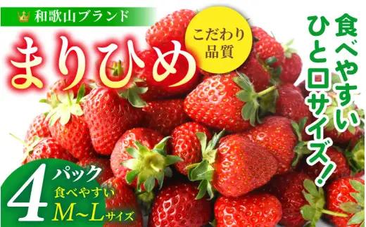 【先行予約】まりひめイチゴ4パック 食べやすいひと口サイズ M～L（15粒～20粒入×4パック）【2027年1月中旬～3月下旬頃に順次発送】（お届け日指定不可） | いちご 苺 まりひめ 和歌山 フルーツ 果物 くだもの【kgr034】