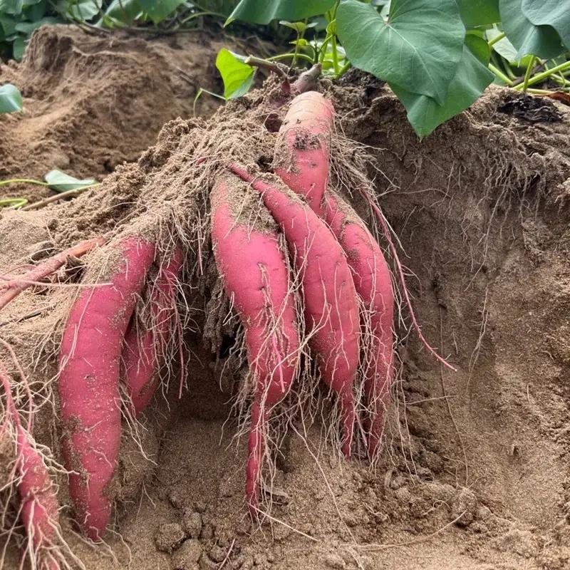 【2026年11月上旬から順次発送】訳ありさつまいも 紅はるか5kg サツマイモ