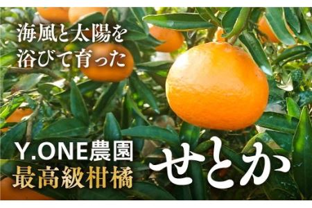 【先行受付】【数量限定】【贈答用】せとか（生果）3kg ｜ 柑橘 みかん ミカン 蜜柑 果物 フルーツ 柑橘の大トロ 愛媛県産　※2025年2月下旬頃より順次発送予定