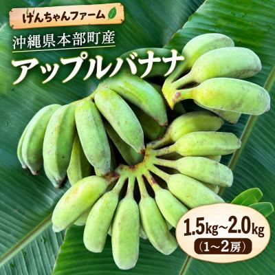 ふるさと納税 本部町 けんちゃんファームのもちもち食感!アップルバナナ 1.5kg〜2.0kg(1〜2房)