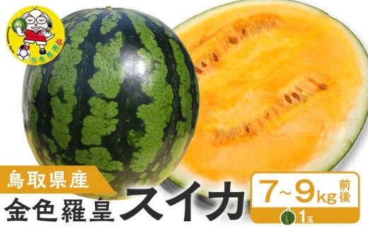鳥取県産 金色羅皇スイカ 1玉 7-9キロ前後（こちらの返礼品は、大栄西瓜ではありません）【金色羅皇西瓜 西瓜 スイカ 果物 フルーツ 鳥取県 北栄町 おすすめ 人気 新鮮 1玉 7kg ～ 9kg  】