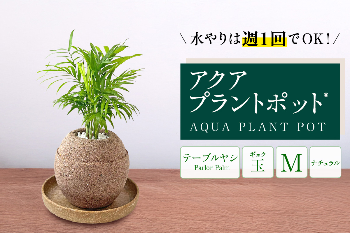 アクアプラントポットR　玉Ｍ 植木鉢テーブルヤシ（2133）