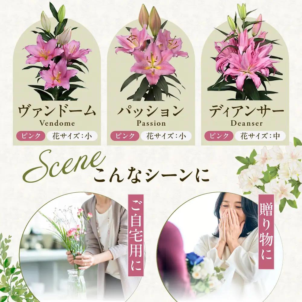 北海道当別町産ユリ | 花 ゆり 切花 農家直送 高品質 期間限定 北海道 当別町