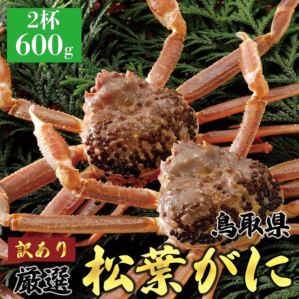 
            1054.【2025年11月発送】特撰 松葉がに（なま）【訳あり】600g超のサイズ 食べ応えあり 2杯
          