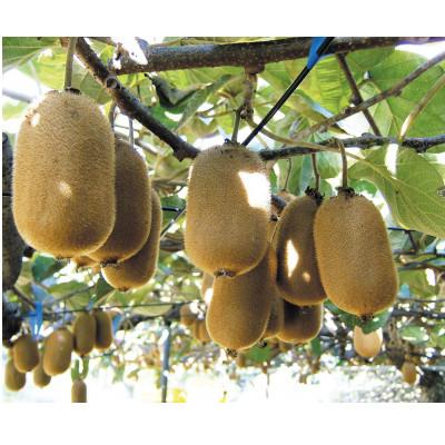 ふるさと納税 土庄町 香緑キウイ　約1.2kg |  | 02
