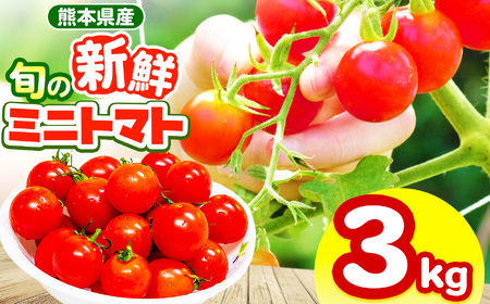 玉名市産 旬の新鮮ミニトマト 3000g | 野菜 ミニトマト とまと 熊本県 玉名市
