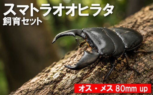【数量限定】　スマトラオオヒラタ 飼育セット オス・メス 80ミリ up クワガタ クワガタムシ カブトムシ 昆虫 虫 国産 飼育 セット 夏休み 自由研究 ふるさと納税 茨城県 鹿嶋市 Kabukuwashop
