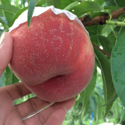 【山梨生まれ激レア品種 夢桃香】本場山梨品種指定お試し約1kg　6月下旬より順次発送【配送不可地域：離島・北海道・沖縄県・中国・四国・九州】