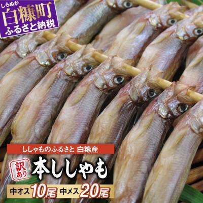 ふるさと納税 白糠町 しらぬか産 本ししゃも 【訳あり】中オス10尾・中メス20尾