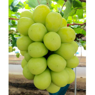 【ふるさと納税】新鮮・朝採り後即出荷!岡山県　吉備高原産シャインマスカット　5kg(7～10房)ご贈答品【1700900】