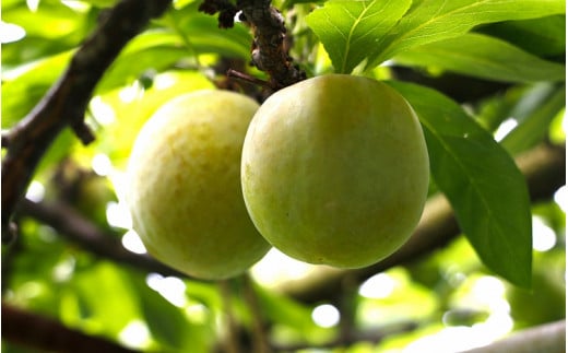 先行予約 すもも（ソルダム）2kg ※6月中旬～7月中旬頃に順次発送予定【期間限定・数量限定・2026/6/20まで】 / スモモ お取り寄せ 期間限定 夏 フルーツ 果物 和歌山県 田辺市【mtm0
