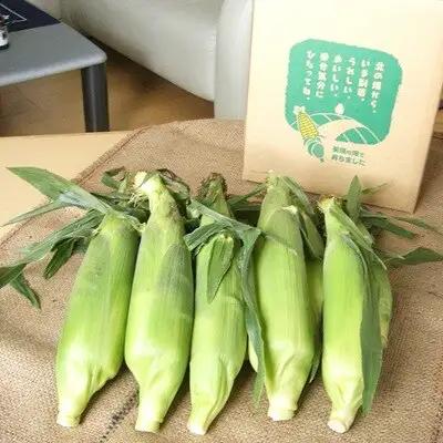 とうもろこし 雪の妖精 12本【令和8年産】 北海道とうもろこし