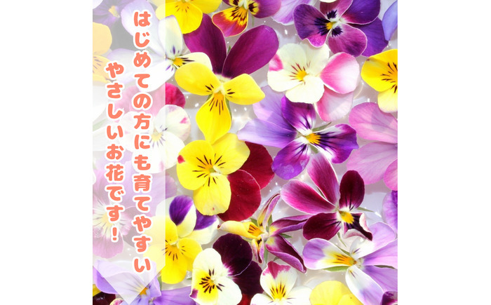 オリジナルビオラ詰め合わせ（5種）/ 花 インテリア 苗 自然 ナチュラル 緑 栽培 趣味 【見元園芸】 [ATHY006]