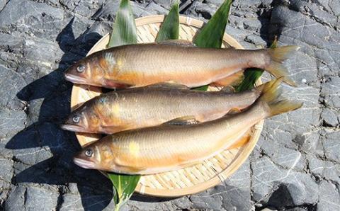 FKP9-366 球磨川の天然鮎 3尾