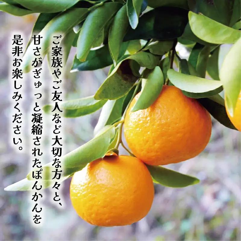 【先行予約】 【愛南産 ポンカン】冬の柑橘 ポンカン 3kg みかん 柑橘 ジューシー 愛媛 愛南 吉田農園