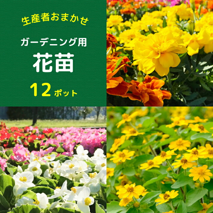 【ふるさと納税】【5月下旬より順次発送】ガーデニング用 花苗 生産者おまかせ 12ポット（入金期限：2026.5.20）マリーゴールド ベゴニア メランポジウム ふるさと納税 山形