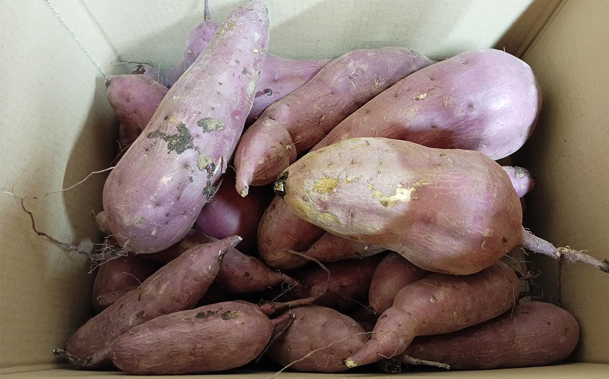  茨城県産 熟成さつまいも ( 紅はるか ) SS〜3Lサイズ訳アリ7kg ( 箱入り )【 紅はるか さつまいも サツマイモ おやつ スイーツ 甘味 デザート 訳アリ 訳あり 10000円 茨城県 