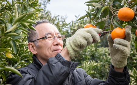 【先行予約】【家庭用】甘平 10kg ※離島への配送不可 （2026年1月25日より順次発送） IKTA032