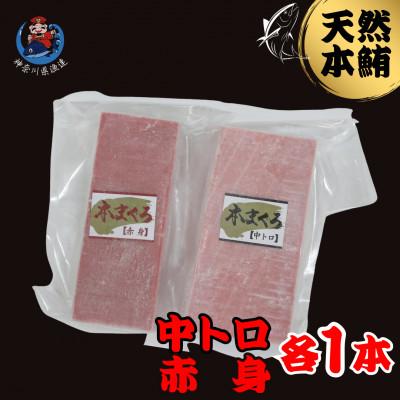 ふるさと納税 三浦市 神奈川県漁連　天然本マグロ　中トロ・赤身セット