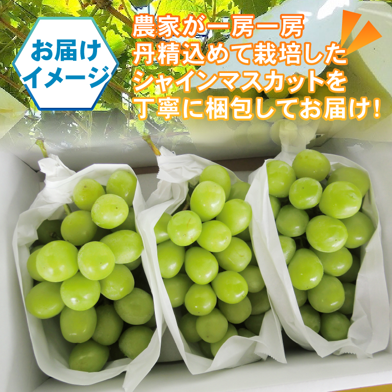 パリッとジューシー甲州市産シャインマスカット1.2kg以上【2024年発送】（TMK）B-420