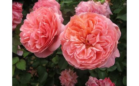 【Apple Roses】バラ苗『パウル・クレー』大苗6号ポット植え 苗木 植物 HNNH003