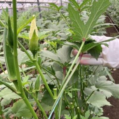 ふるさと納税 指宿市 【2025年6月上旬〜発送】夏の元気の源! 朝採れ新鮮いぶすきオクラ8本入り20袋(A-323) |  | 02