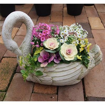 ふるさと納税 朝倉市 季節のお花寄せ植え(白鳥型鉢) |  | 01