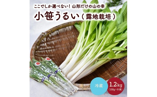 【ここでしか選べない野菜】ＧＩ登録「小笹うるい」(露地栽培)　１５０ｇ×８袋　0060-2601