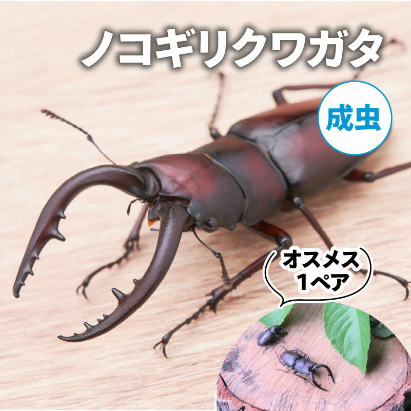 【ふるさと納税】【配送期間は2026年6月下旬～8月上旬に随時配送】ノコギリクワガタ（成虫）オスメス1ペア　お届け：2026年6月下旬～8月上旬