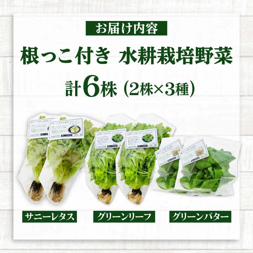 水耕栽培野菜 2株×3種（サニーレタス/グリーンリーフ/グリーンバター）[BGBT004]野菜