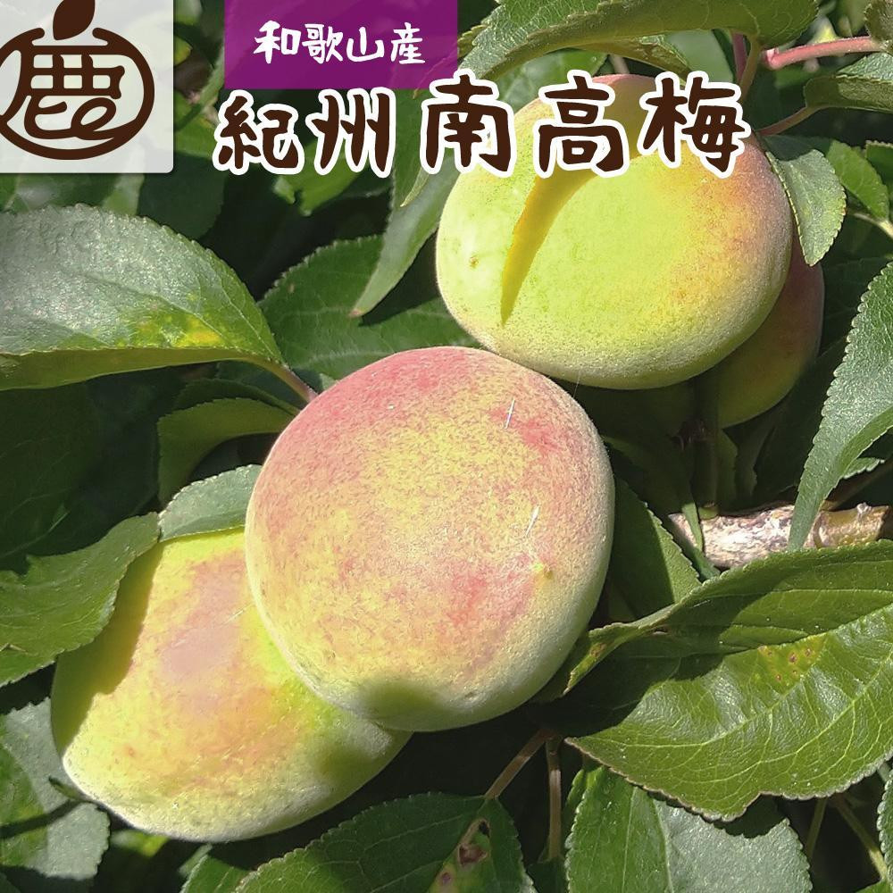 
            ＜6月発送＞ 厳選 紀州南高梅(青梅) 2.5kg+75g（傷み補償分）和歌山産 梅干し 梅酒 梅ジュース ［IKE114w］
          